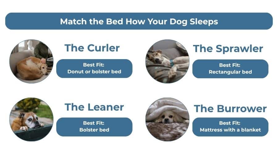 how your dog sleeps