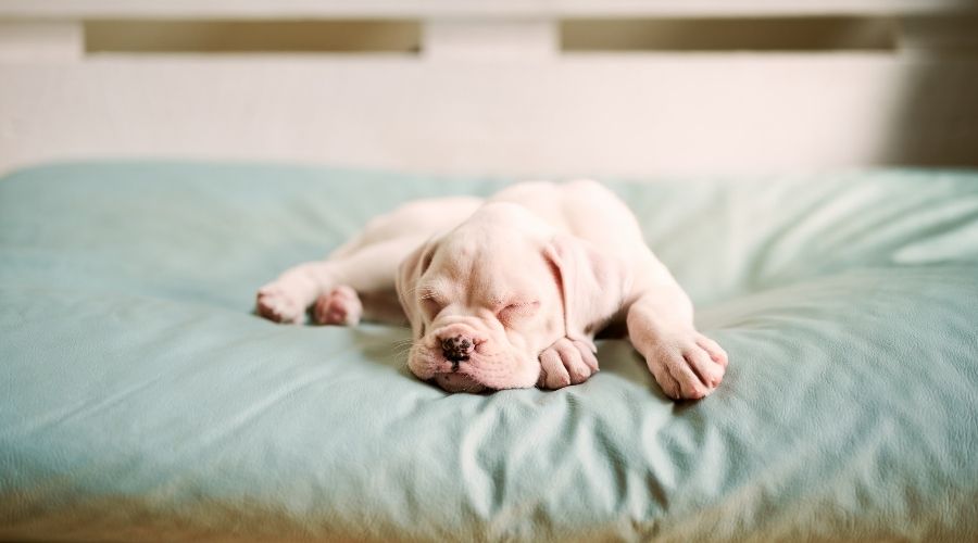 ultimate guide dog bed – cotton