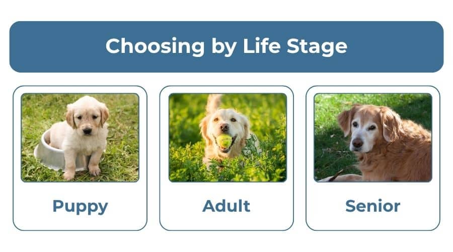 ultimate guide dog bed – life stage
