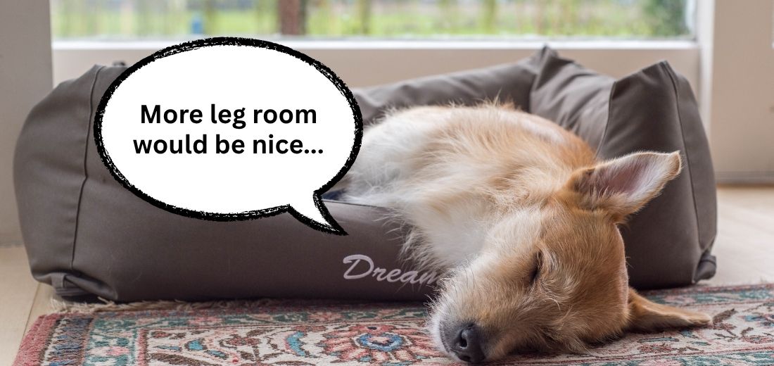 ultimate guide dog bed singapore