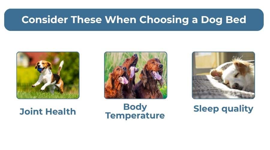 why the right dog bed matters